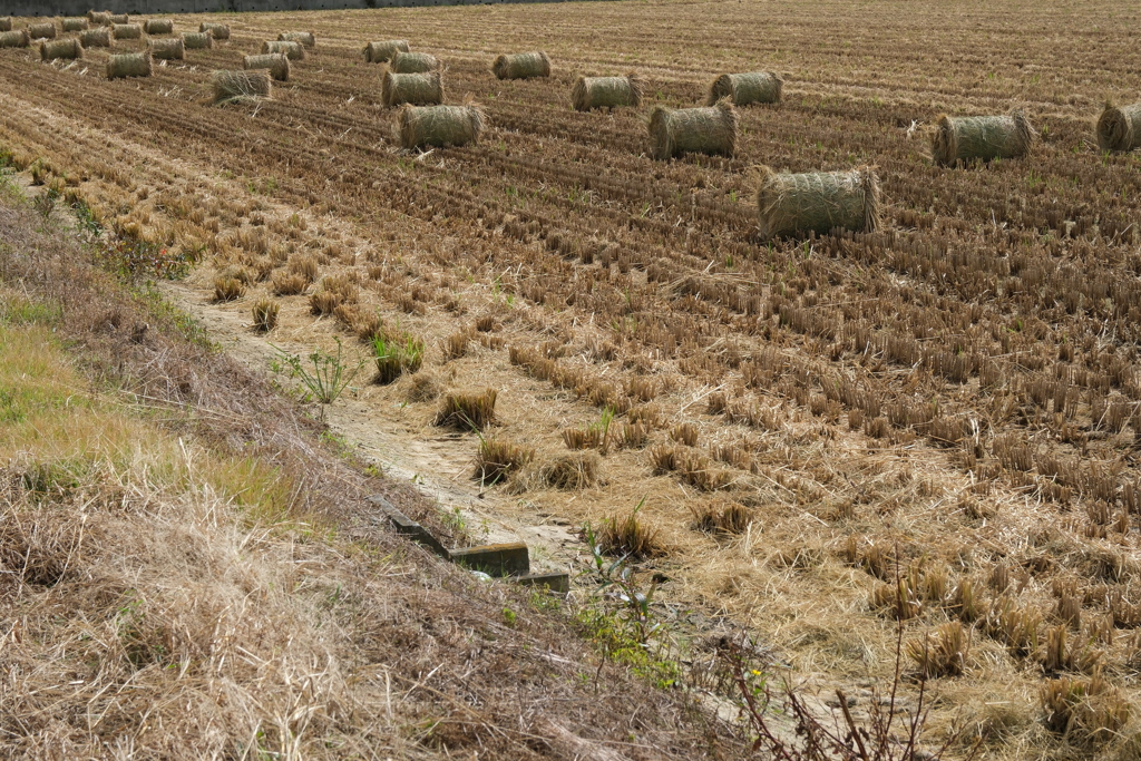 安城市で見掛けたわらロールのある情景＃１