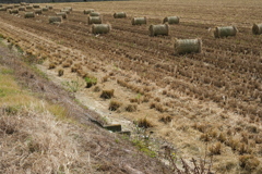 安城市で見掛けたわらロールのある情景＃１