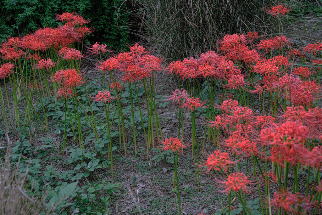 秋景色JERAパークの花たち＃８