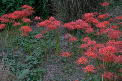 秋景色JERAパークの花たち＃８