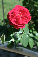 ミササガパークの秋バラ＃９