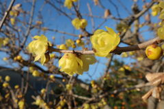 咲き始めた近所のロウバイの花＃１