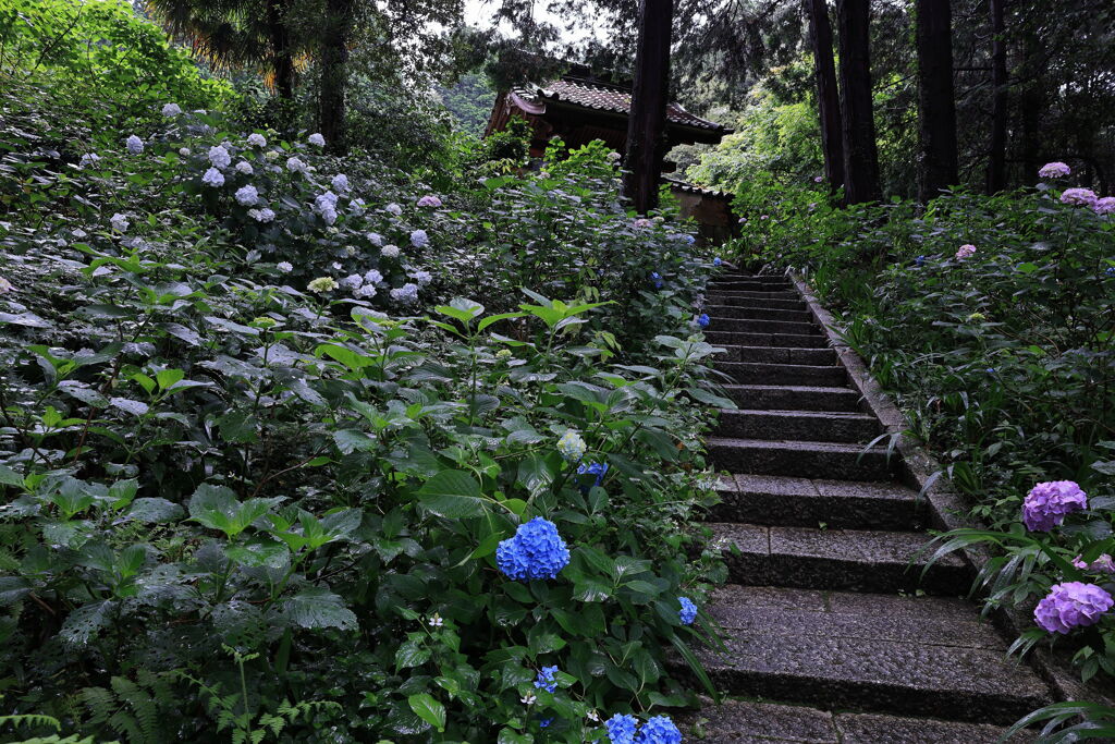 雨に濡れた紫陽花の花＃４