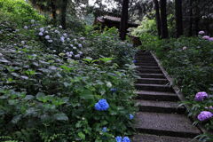 雨に濡れた紫陽花の花＃４