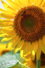 夏の風物詩・向日葵＃４