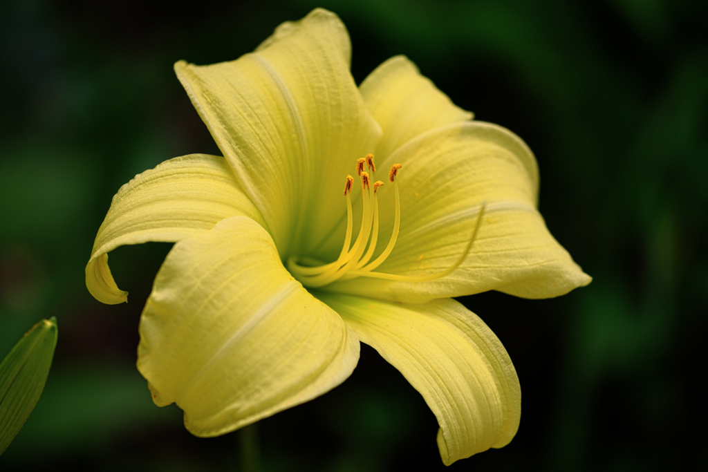 富士見高原・花の里＃７