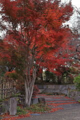 今シーズンラストの紅葉撮影＃２０