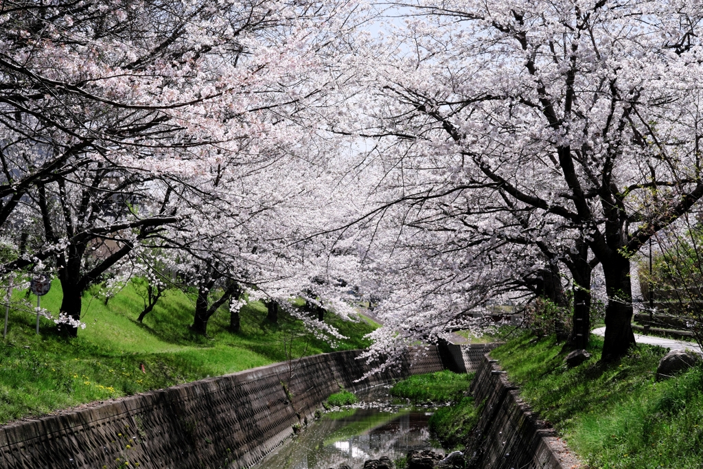 圧巻な水無瀬川のサクラ並木＃６