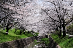 圧巻な水無瀬川のサクラ並木＃６