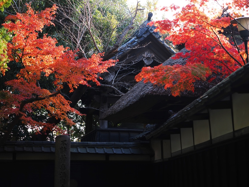 貞照院の紅葉真っ盛り＃３