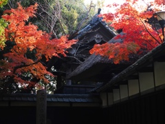 貞照院の紅葉真っ盛り#3