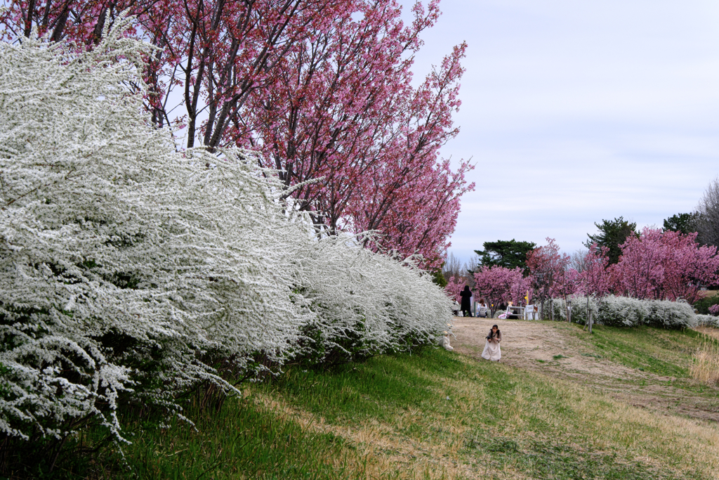 見頃を迎えた陽光サクラ＃３