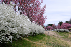 見頃を迎えた陽光サクラ＃３