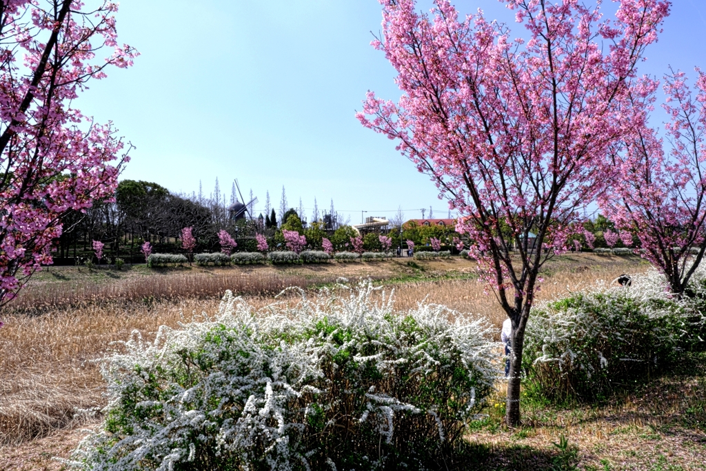 見頃の陽光桜並木道＃９