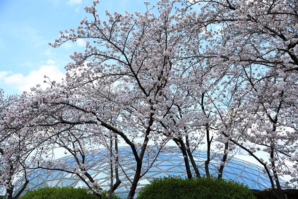 ソメイヨシノが満開のサクラ並木＃１０