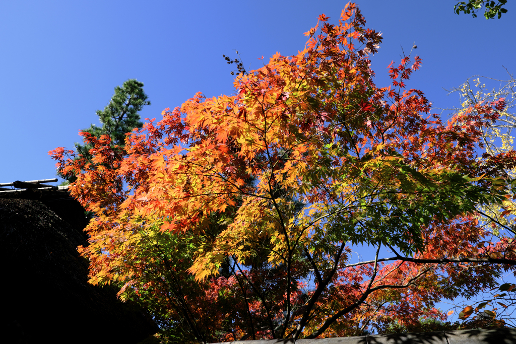 近所のお寺の紅葉ロケハン＃１