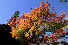 近所のお寺の紅葉ロケハン#1