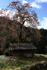 長野県根羽村・黒地の柿木#4