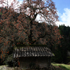 長野県根羽村・黒地の柿木＃４