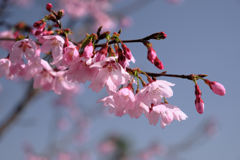 今日出会った様々なサクラたち#4