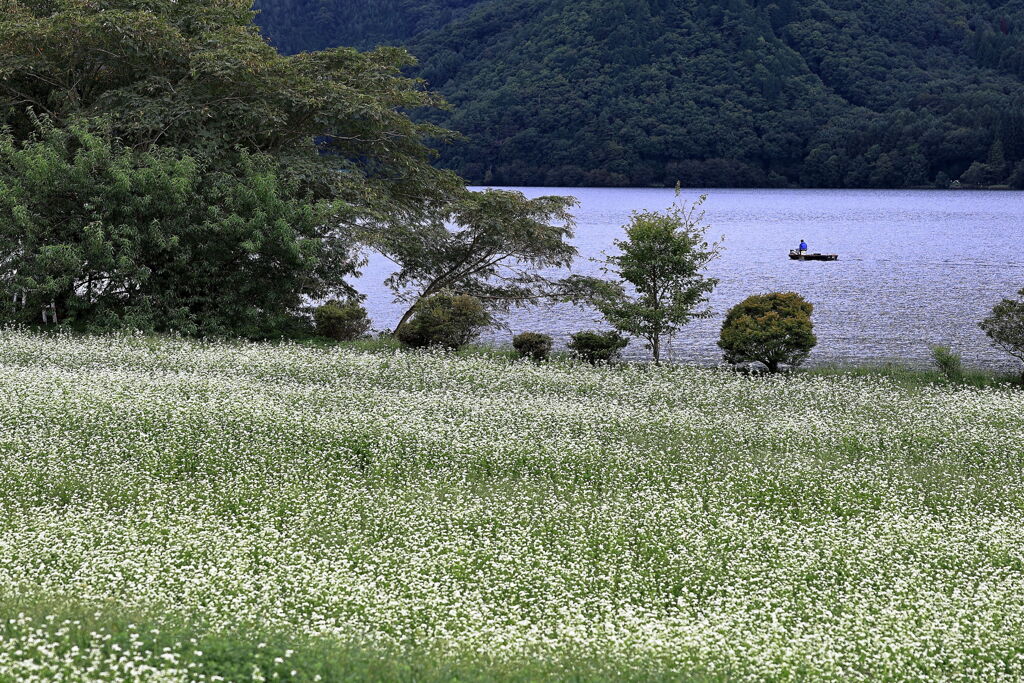 木崎湖付近の蕎麦畑満開＃２
