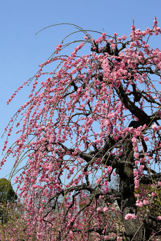 見頃を迎えた枝垂れ梅（続編）＃６