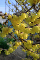 町内にある畑のロウバイが見頃＃１