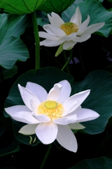 本證寺のハスの花#10