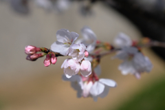 今日出会った様々なサクラたち#2