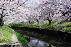 圧巻な水無瀬川のサクラ並木＃２