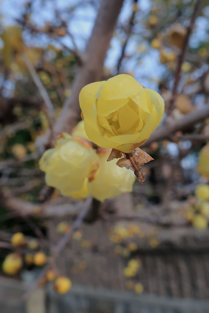 ロウバイが咲き始めた＃２