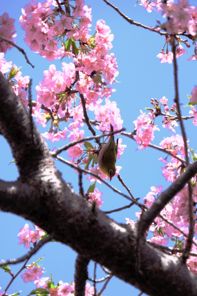河津桜が満開・なばなの里＃５