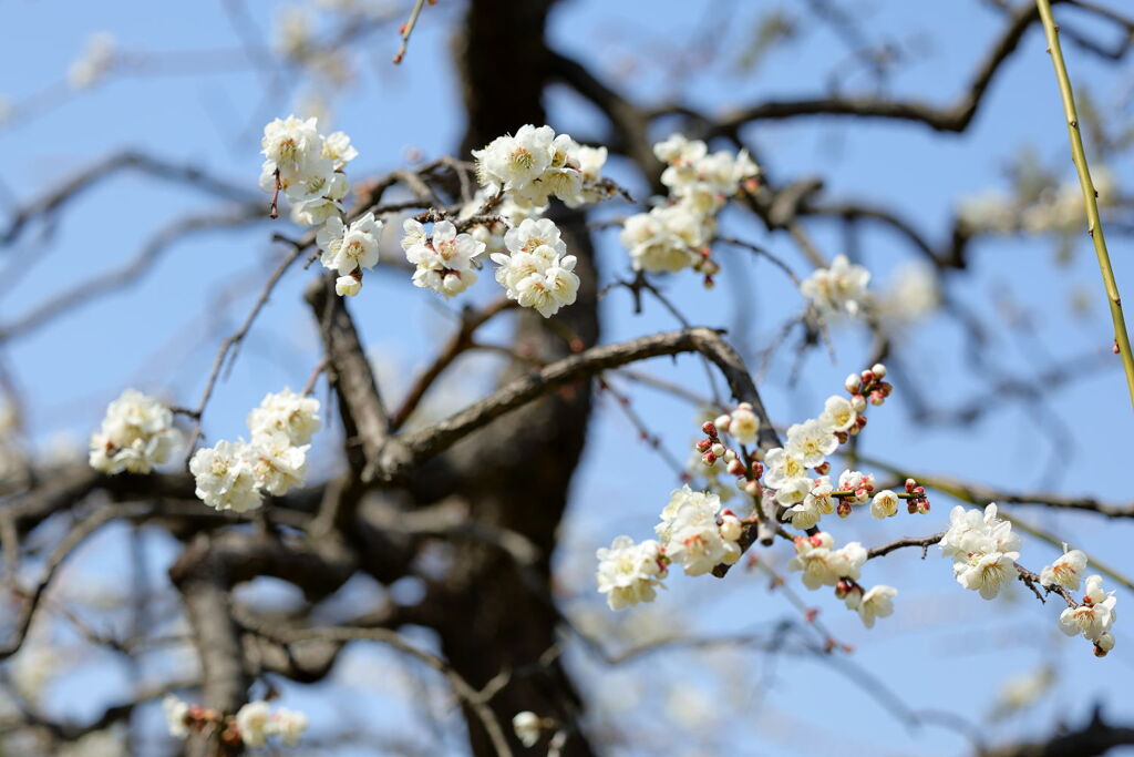 見頃を迎えた枝垂れ梅（続編）＃７