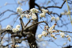 見頃を迎えた枝垂れ梅(続編)#7