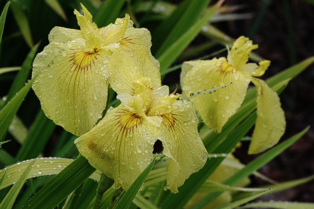 雨降りの花菖蒲撮影＃９