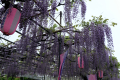 地元の藤園ロケハン#1