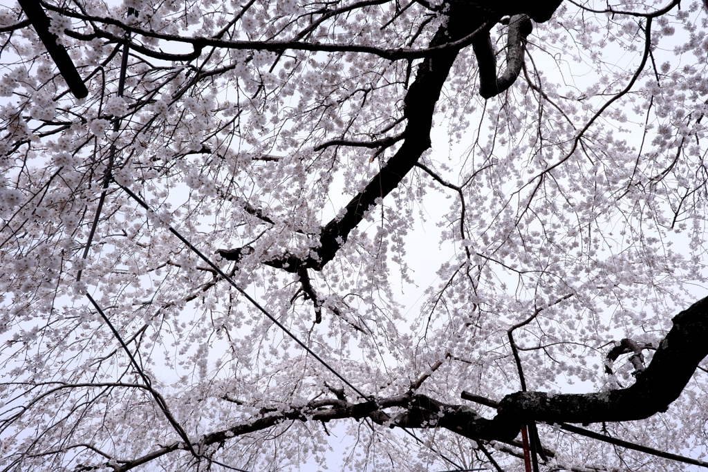 源空院の枝垂れサクラが見頃＃９