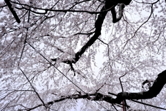 源空院の枝垂れサクラが見頃＃９