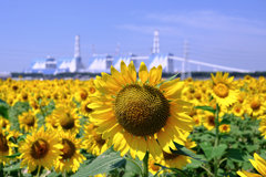 青空の下でヒマワリが見頃＃７