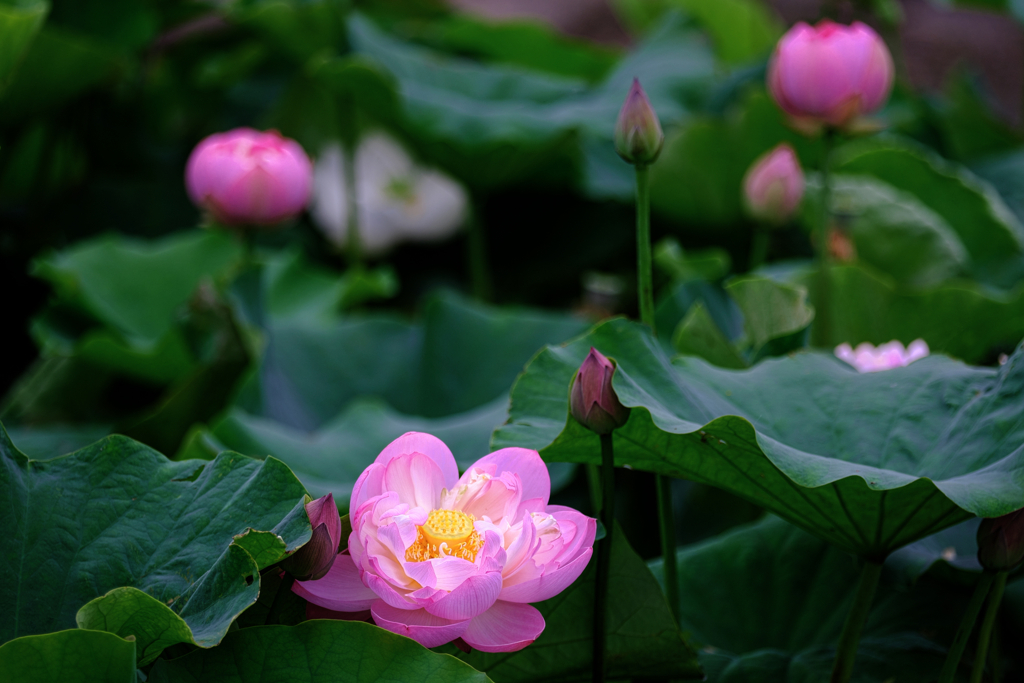 この時期魅力的なハスの花＃４