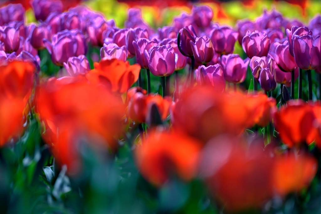 早咲きのチューリップがキレイ～＃７