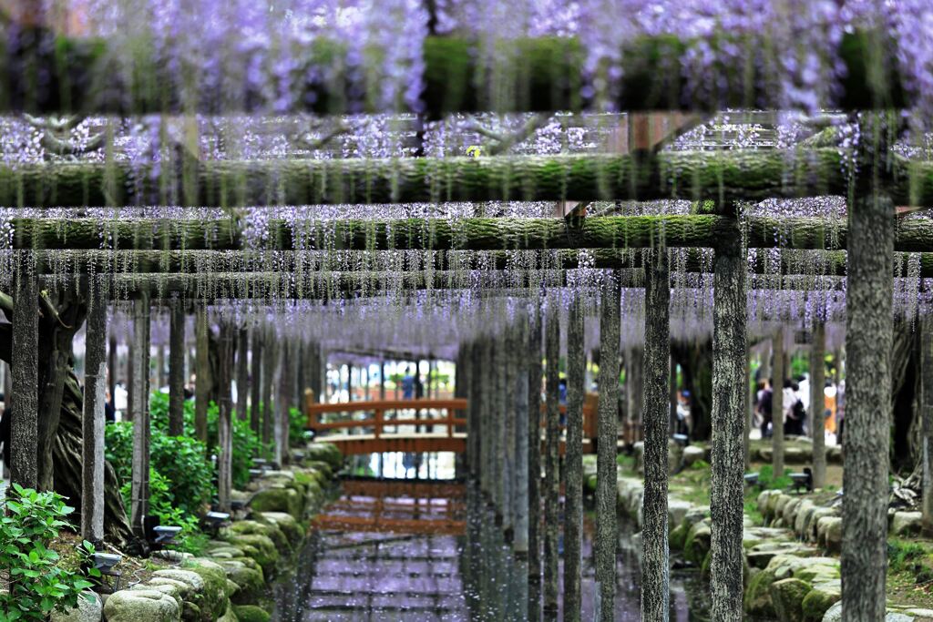 津島市・天王川の藤まつり＃９