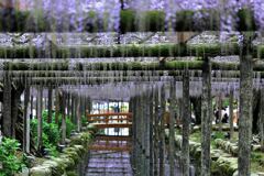 津島市・天王川の藤まつり＃９