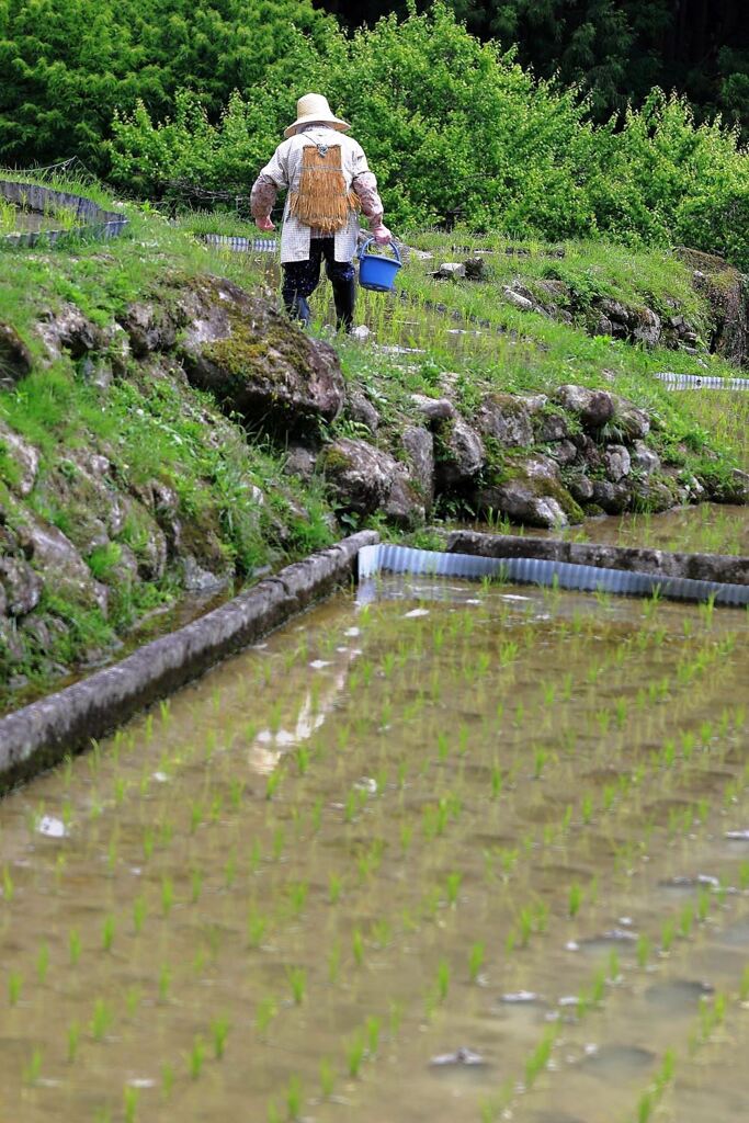 田植えを終えた新城市の千枚田棚田＃１０