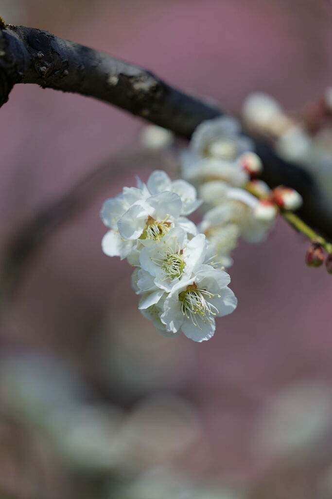 見頃を迎えた枝垂れ梅＃７