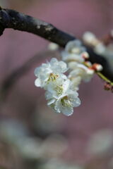 見頃を迎えた枝垂れ梅#7