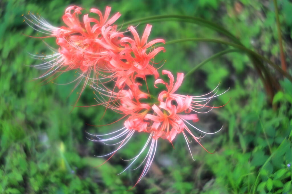 五分咲きを迎えたリコリスの花＃７