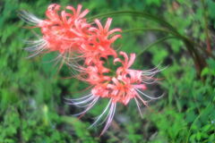 五分咲きを迎えたリコリスの花＃７