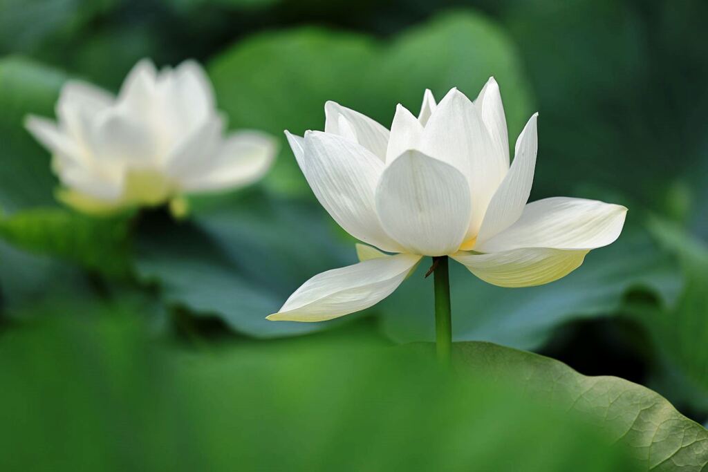 見頃を迎えたハスの花たち＃４