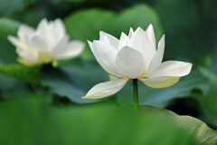 見頃を迎えたハスの花たち＃４